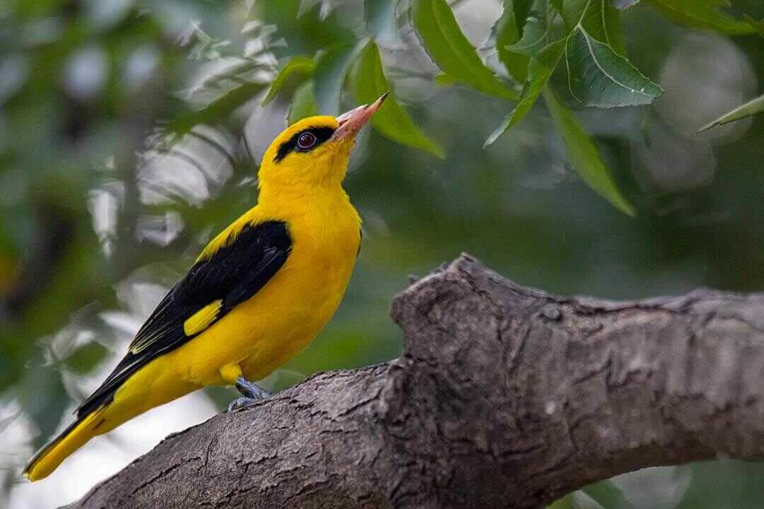 Eurasian Golden Oriole